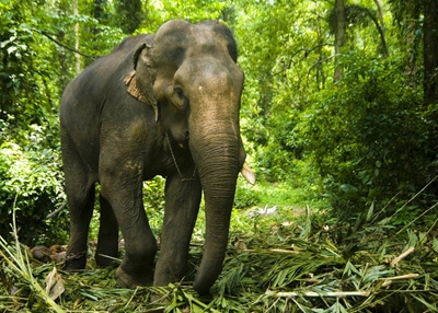 Elephant tramples motorbikes in India town