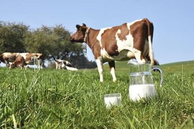 Farm milk reduces risk of asthma