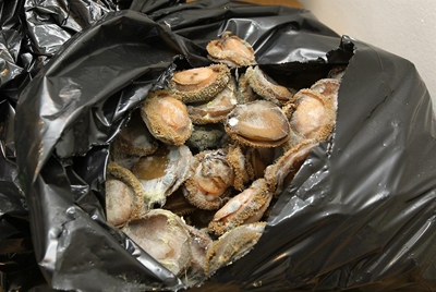 65 sakke perlemoen gekonfiskeer