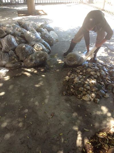 Update: Abalone bust on N2
