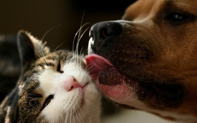 SPCA needs volunteers