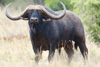 R44 million for quarter share in buffalo