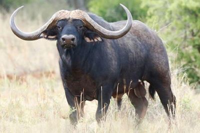 R44 million for quarter share in buffalo