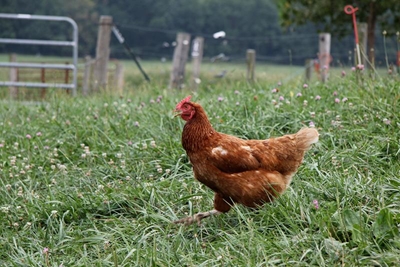 Nigeria faces avian influenza crisis