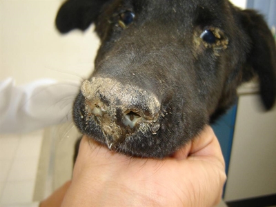 SPCA warns of viral disease