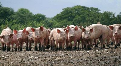 Tiger Brands faces criminal charges over pig slaughtering