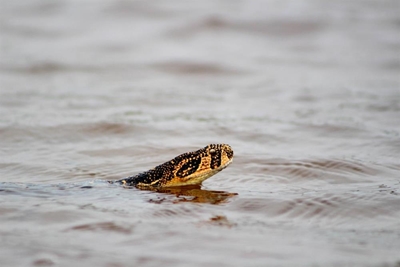 Daar's 'n pofadder in die water!