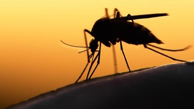 Brazil to fight Zika by sterilising mosquitoes with gamma rays