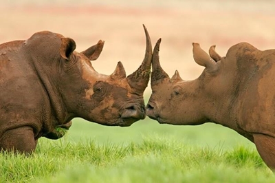 "Botswana leads SA regional counter-poaching efforts"