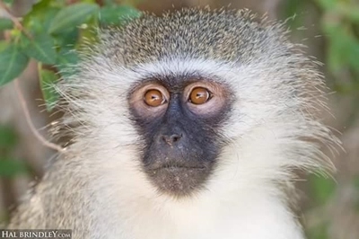 Vervet monkeys seen in Dana Bay