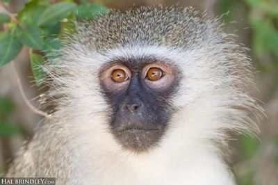 Vervet monkeys seen in Dana Bay