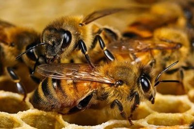 Propolis for aches and pains