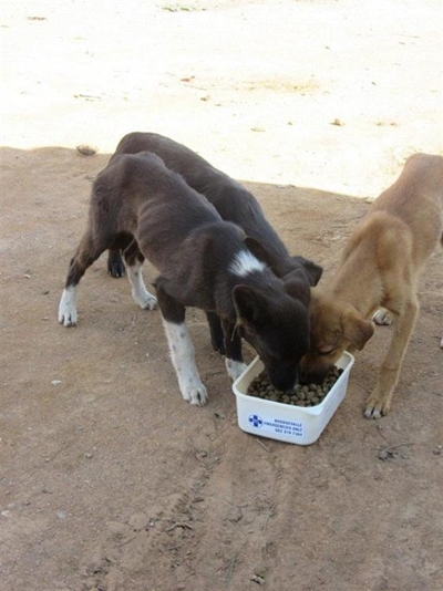 Food & water for starving animals