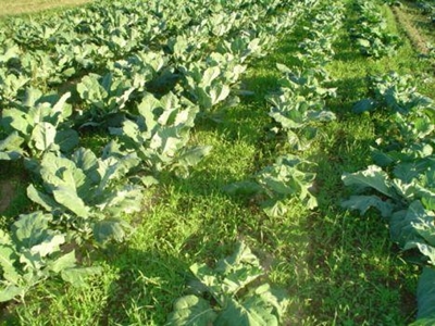 Understanding Nitrogen