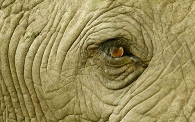 Poachers poisoning animals in Kruger Park