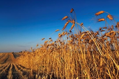 Grain farmers banking on cultivar research