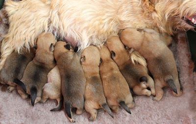 Backyard breeders' days are numbered