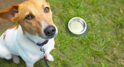 68 sakke kos vir honger honde