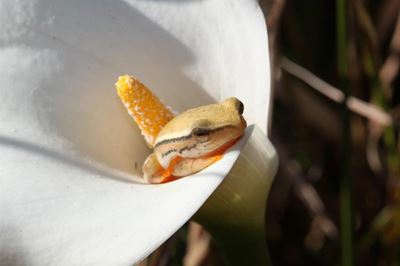 Buy flowers legally and save frogs