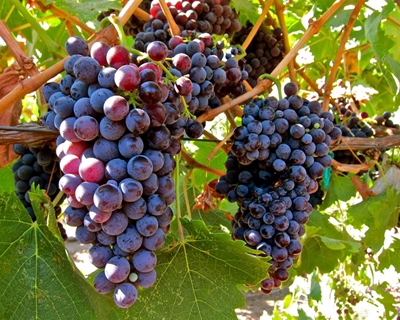 Wine grape harvest 2016 nearing its end