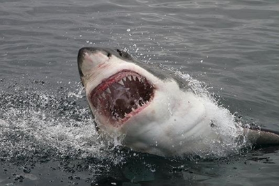Ballito surfers report increasing shark activity
