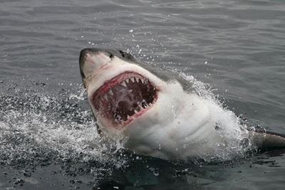 Ballito surfers report increasing shark activity