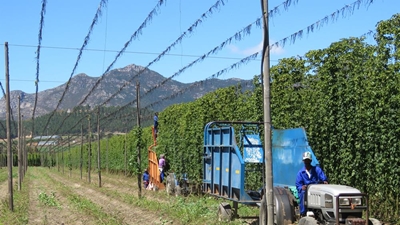 Hops harvest in full swing