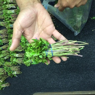 Man arrested with khat in luggage