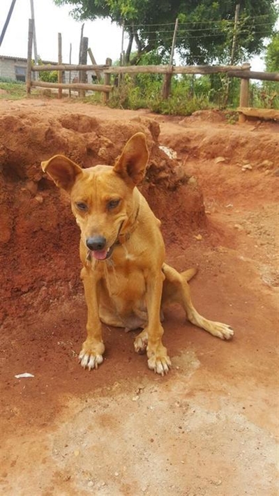 Seun verkrag hond