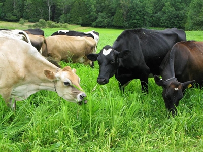 To reduce greenhouse gases from cows and sheep