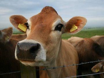 Tardy implementation of livestock import regulations put SA at risk