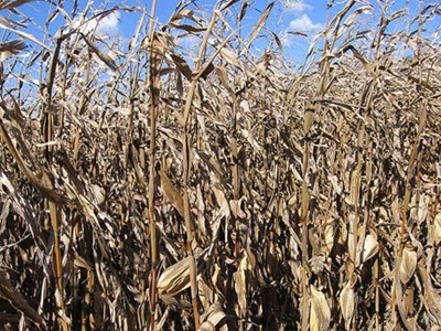 New project helps African farmers address stresses in maize farming