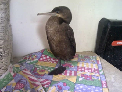 Amazing rescue of Cormorant