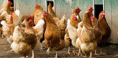 Call for steps against duty-free European chicken