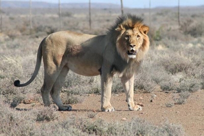 Nasionale opstand vir Sylvester die leeu