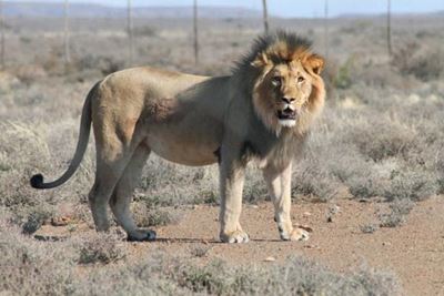 Hope for Sylvester the lion