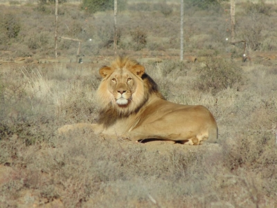 Sylvester the lion captured