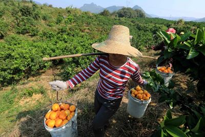 Theft, vandalism cost citrus farmers millions