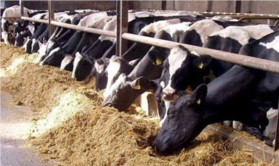 Bayer to focus on expansion of animal health business