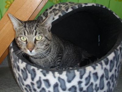 Neuter pets and help KAWS