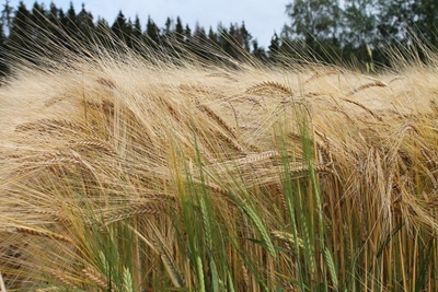 Summer grain crops lower in latest crop forecast
