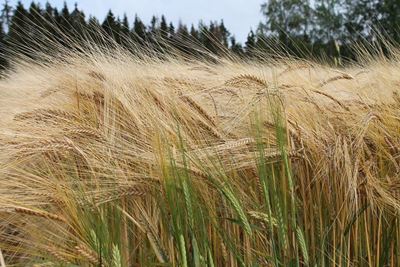 Summer grain crops lower in latest crop forecast