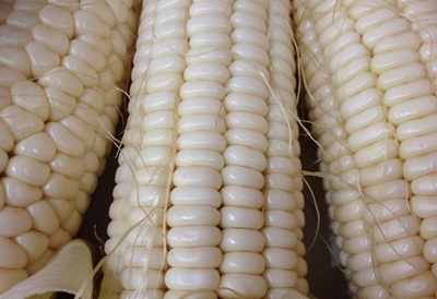 'SA expects to source enough white maize this year'