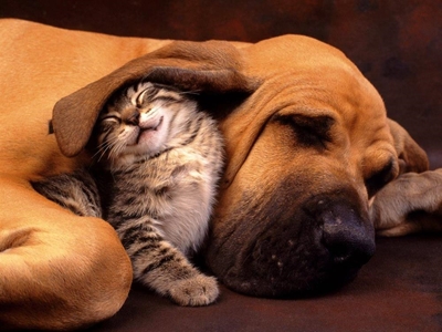 Selling a home when you have pets