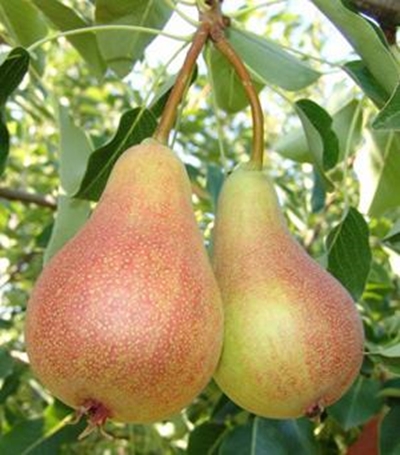 Promotional campaign launched for Abate Fetel pears