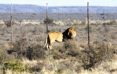 Sylvester the lion relocated to Addo