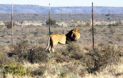 Sylvester the lion relocated to Addo