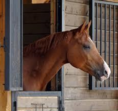 SA’s horse industry dealt heavy blow with fresh AHS outbreak