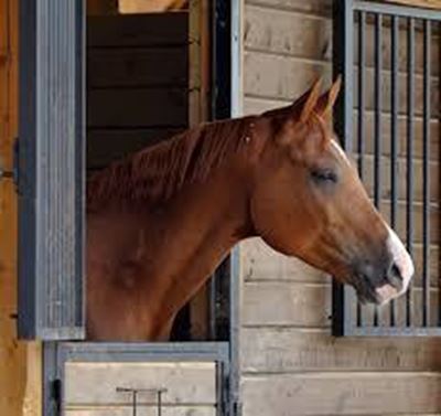SA’s horse industry dealt heavy blow with fresh AHS outbreak