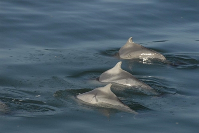 Rare Humpback dolphins spotted